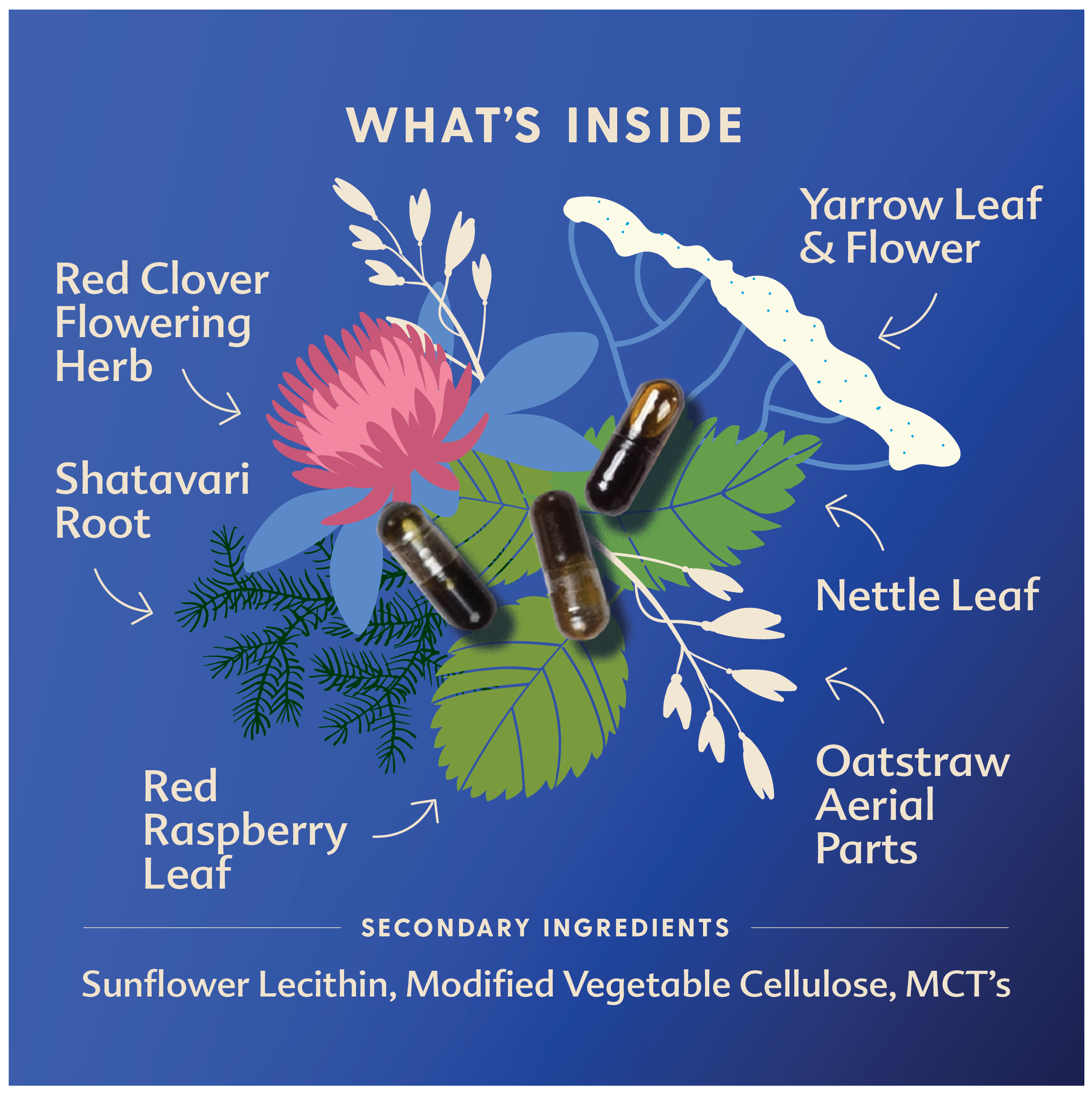 Balancing Blend - DISCONTINUED & OOS