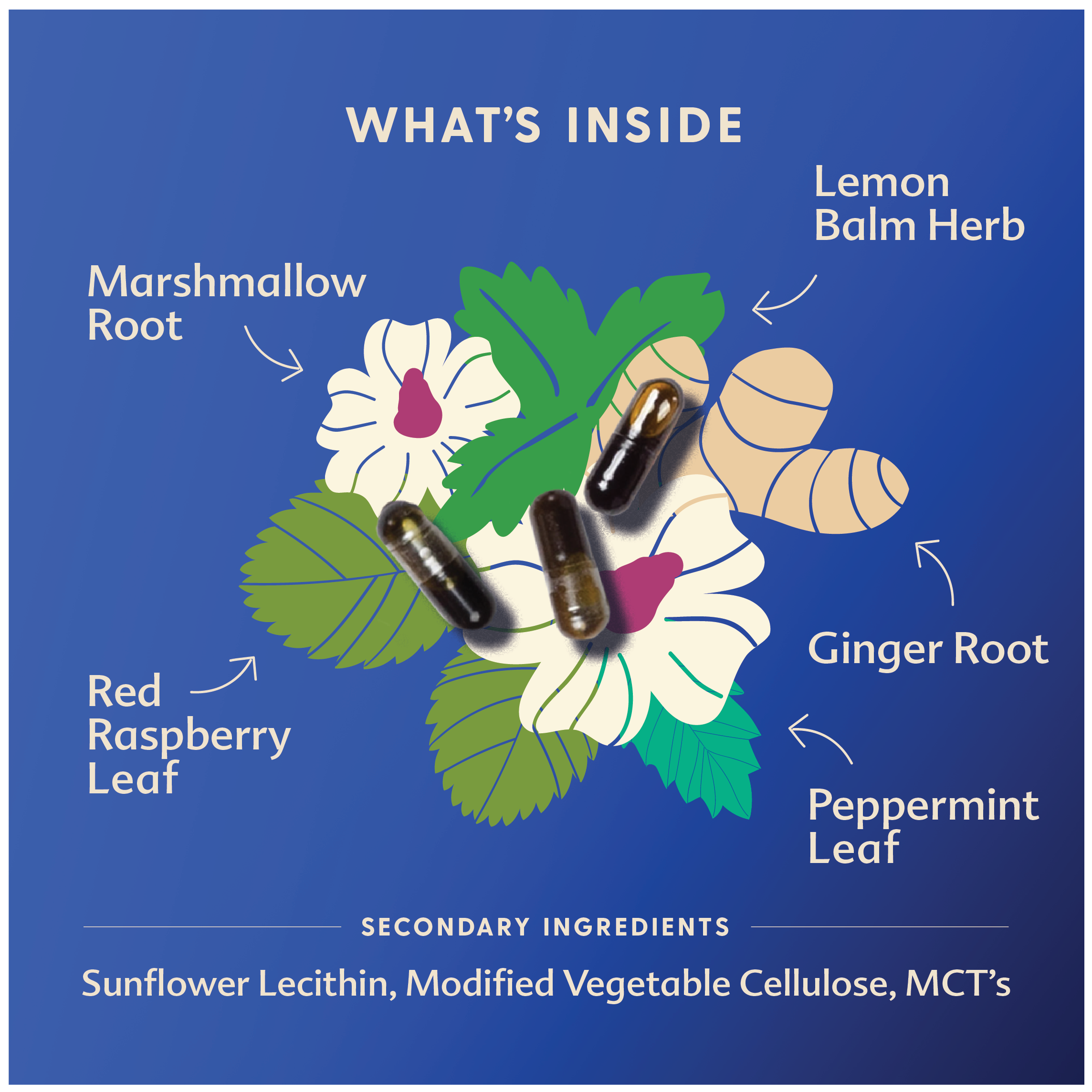 Morning Sickness Blend - DISCONTINUED